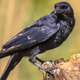 Illustration for article titled Study: Crows getting high cholesterol from fast food